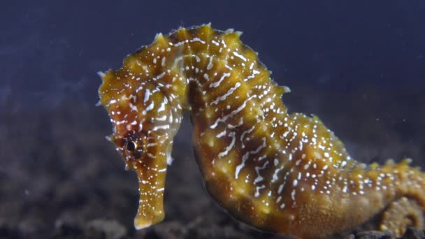 Langsnuit Zeepaardje Hippocampus Hippocampus Zeebodem Zwarte Zee Oekraïne — Stockvideo