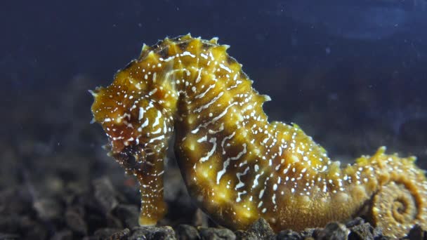 Langsnuit Zeepaardje Hippocampus Hippocampus Zeebodem Zwarte Zee Oekraïne — Stockvideo