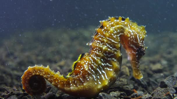 Langschnauziges Seepferdchen Hippocampus Hippocampus Auf Dem Meeresboden Schwarzen Meer Ukraine — Stockvideo