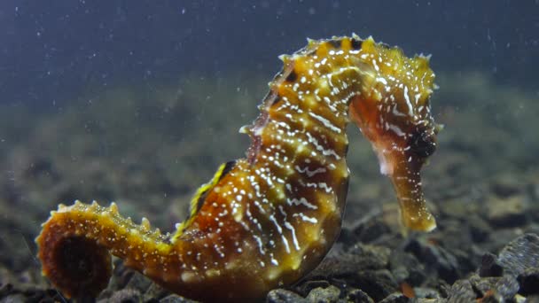 Dlouholetý Mořský Koník Hippocampus Hippocampus Mořském Dně Černém Moři Ukrajina — Stock video