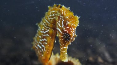 Karadeniz, Ukrayna 'da deniz tabanında uzun burunlu deniz atı (Hipokampüs hipokampüsü)