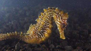 Karadeniz, Ukrayna 'da deniz tabanında uzun burunlu deniz atı (Hipokampüs hipokampüsü)