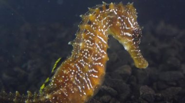Karadeniz, Ukrayna 'da deniz tabanında uzun burunlu deniz atı (Hipokampüs hipokampüsü)