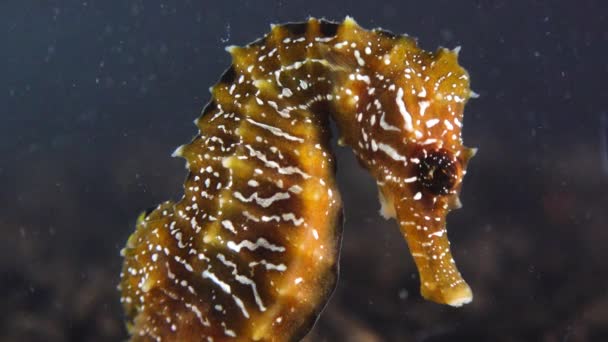 Long Snouted Seahorse Hippocampus Hippocampus Seabed Black Sea Ukraine — Stock Video