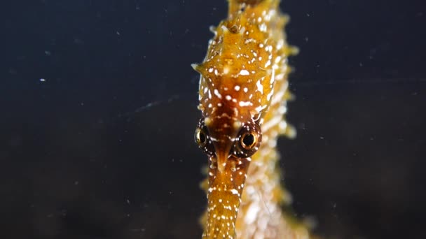 Langschnauziges Seepferdchen Hippocampus Hippocampus Auf Dem Meeresboden Schwarzen Meer Ukraine — Stockvideo