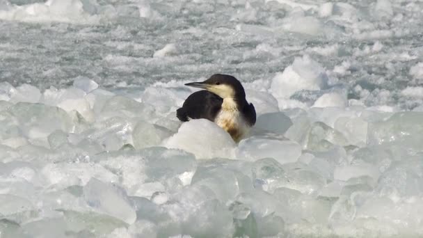 Plongeon Gorge Noire Gavia Arctica Oiseau Gèle Sur Glace Flottante — Video
