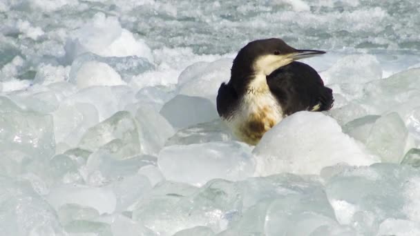 Prachttaucher Gavia Arctica Ein Vogel Friert Auf Schwimmendem Eis Eisigen — Stockvideo