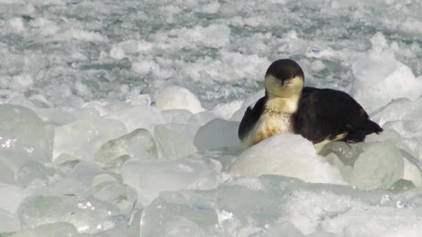 Fekete Torkú Majom Gavia Arctica Egy Madár Megfagy Úszó Jégen — Stock videók