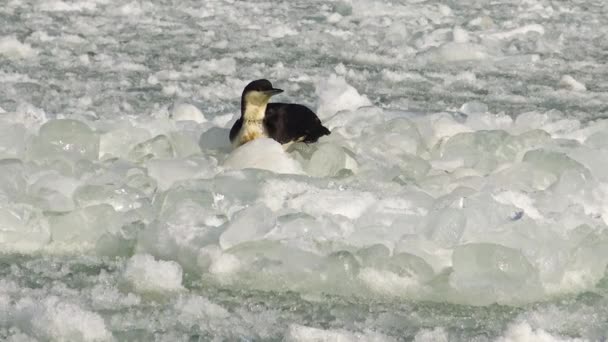 Черногорлая Гагара Gavia Arctica Птица Замерзает Плавучем Льду Замерзающем Черном — стоковое видео