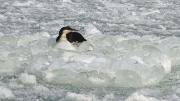 Prachttaucher Gavia Arctica Ein Vogel Friert Auf Schwimmendem Eis Eisigen — Stockvideo