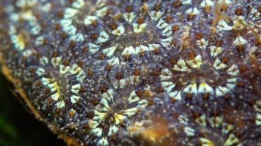 BRYOZOA, (Botryllus schlosseri) bir sömürge ascidian tunicate türüdür.