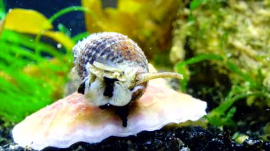 Gastropodlar yumuşakça ağlı köpek eniği (Tritia reticulata), yaklaşın. Karadeniz.