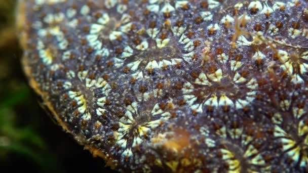 Bryozoa Star Tunicate Botryllus Schlosseri Colonial Ascidian Tunicate — стоковое видео