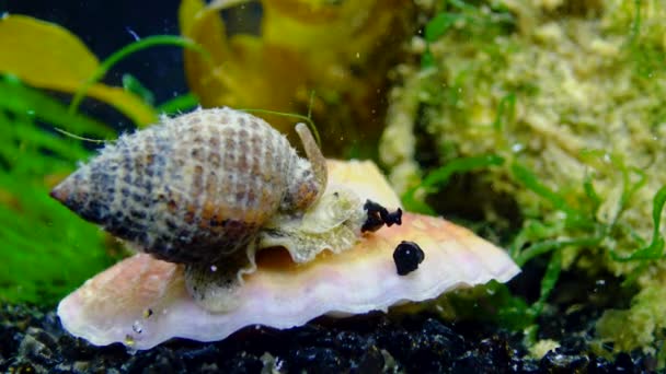 Gastropoden Weekdieren Met Netten Tritia Reticulata Van Dichtbij Zwarte Zee — Stockvideo