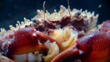 Dikenli yengeç ya da kıllı yengeç (Pilumnus hirtellus), deniz tabanında yakın plan yengeç, Karadeniz.