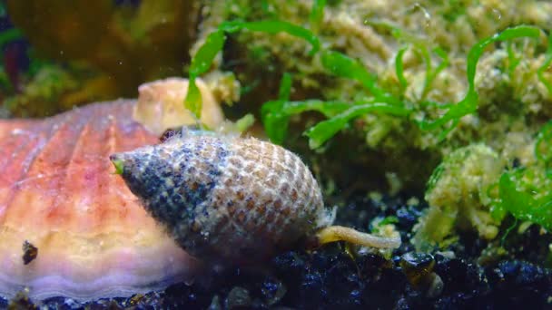 Gastropods Mollusc Netted Dog Wholk Tritia Reticulata Close Чорне Море — стокове відео