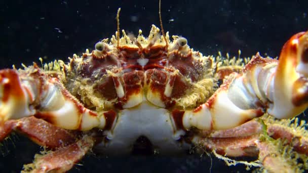 鮮やかなカニまたは毛ガニ Pilumus Hirtelus 海底のカニのクローズアップ — ストック動画