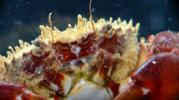 鮮やかなカニまたは毛ガニ Pilumus Hirtelus 海底のカニのクローズアップ — ストック動画