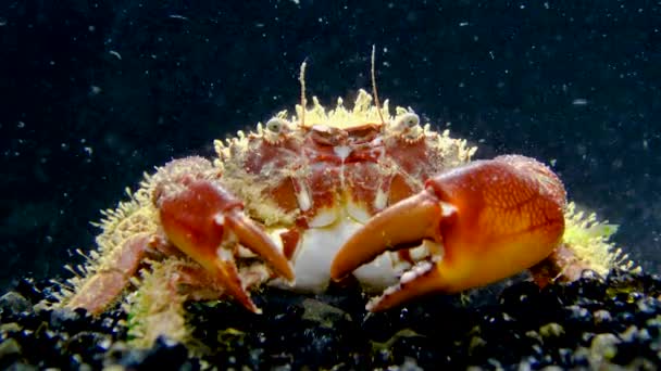 鮮やかなカニまたは毛ガニ Pilumus Hirtelus 海底のカニのクローズアップ — ストック動画