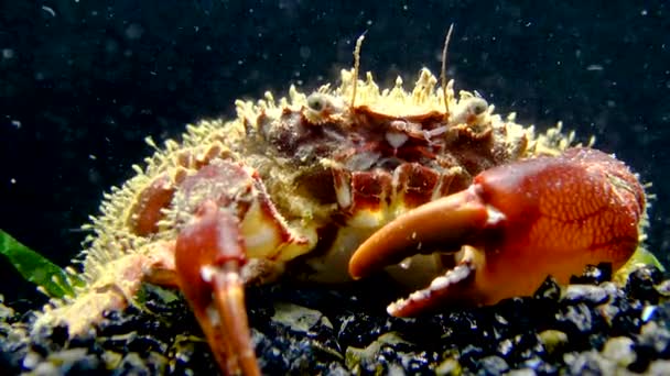 Bristly Crab Hairy Crab Pilumnus Hirtellus Close Crab Seabed Black — Stock Video