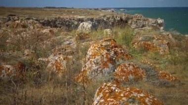 Bulgaristan 'ın Tyulenovo kasabası yakınlarındaki taşların üzerindeki sarı zambaklar.