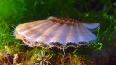 Karadeniz yumuşakçaları (Flexopecten ponticus)