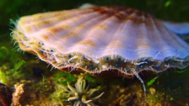 Karadeniz yumuşakçaları (Flexopecten ponticus)