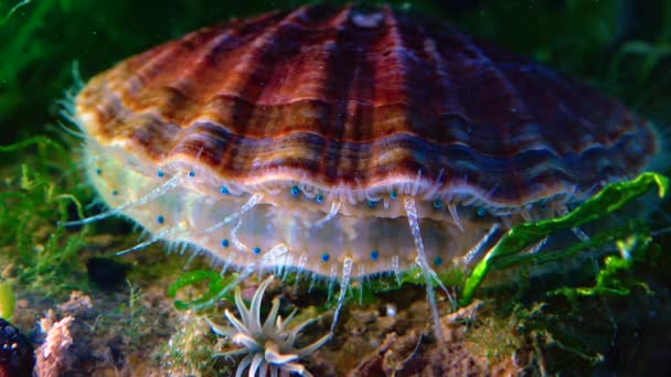 Blötdjur Svarta Havet Scallop Flexopecten Ponticus — Stockvideo