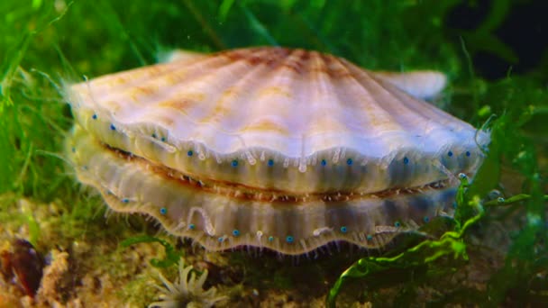 Zwarte Zee Slakkensoort Scallop Flexopecten Ponticus — Stockvideo