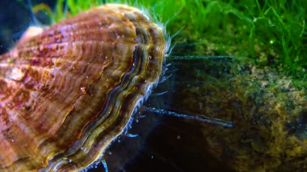 Zwarte Zee Slakkensoort Scallop Flexopecten Ponticus — Stockvideo