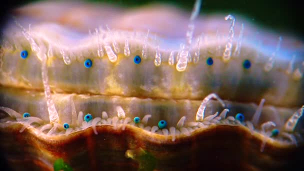 Mollusque Mer Noire Pétoncle Flexopecten Ponticus Petits Yeux Bleus Tentacules — Video