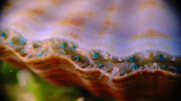 Mollusque Mer Noire Pétoncle Flexopecten Ponticus Petits Yeux Bleus Tentacules — Video