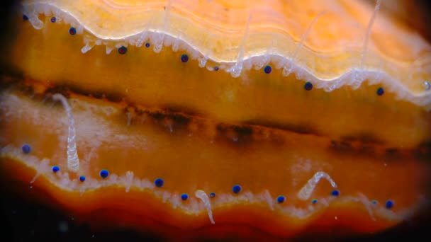 黒海軟体動物頭皮 Flexopecten Ponticus 小さな青い目と二枚貝のマントルの触手 — ストック動画