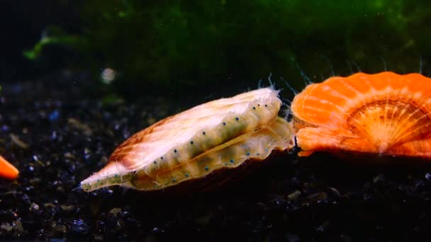 Blötdjur Svarta Havet Scallop Flexopecten Ponticus — Stockvideo