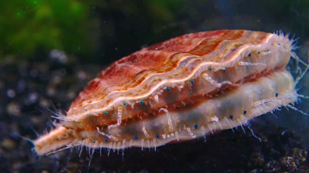 Schwarzmeermuscheln Flexopecten Ponticus Kleine Blaue Augen Und Tentakel Auf Dem — Stockvideo