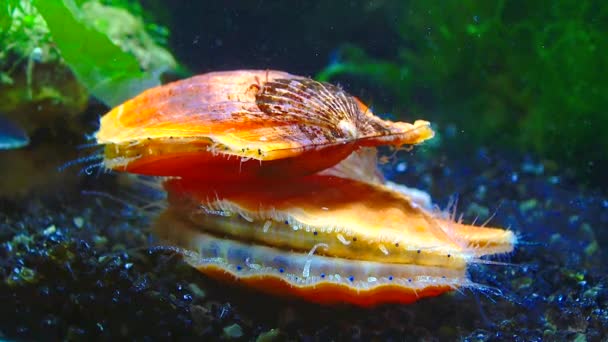 Black Sea Mollusk Scallop Flexopecten Ponticus — Stock Video