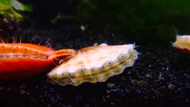 黒海軟体動物頭皮 Flexopecten Ponticus — ストック動画
