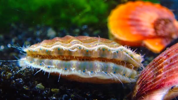 Schwarzmeermuscheln Flexopecten Ponticus Kleine Blaue Augen Und Tentakel Auf Dem — Stockvideo