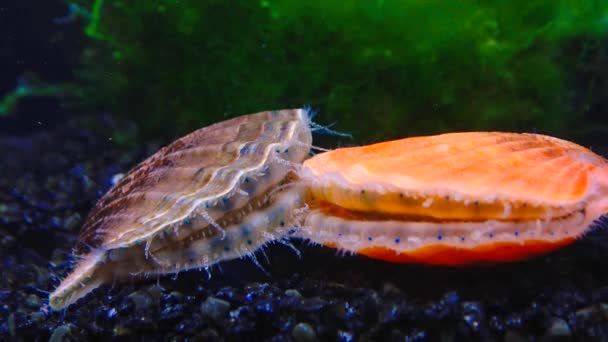 Черноморский Моллюск Скаллоп Flexopecten Ponticus — стоковое видео