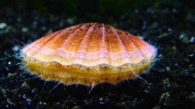 Karadeniz yumuşakçaları (Flexopecten ponticus)