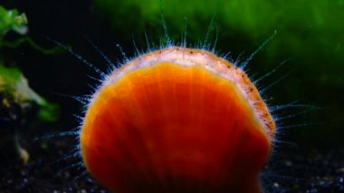 Karadeniz yumuşakçaları (Flexopecten ponticus)