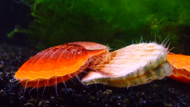 Blötdjur Svarta Havet Scallop Flexopecten Ponticus — Stockvideo