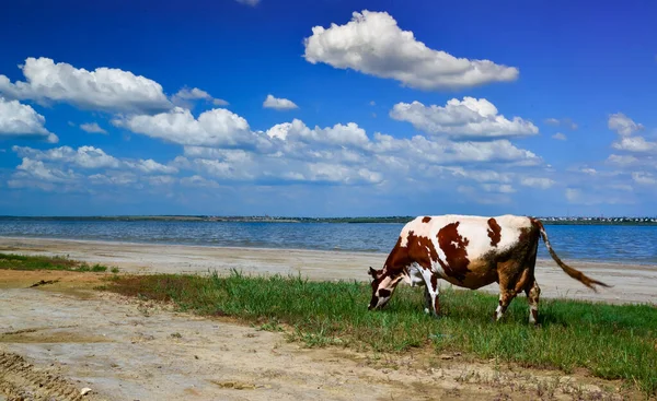 Des Vaches Tachetées Pâturent Sur Rivage Réservoir Naturel Ukraine — Photo