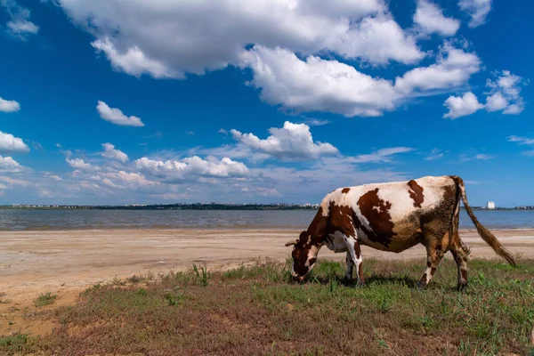 Des Vaches Tachetées Pâturent Sur Rivage Réservoir Naturel Ukraine — Photo