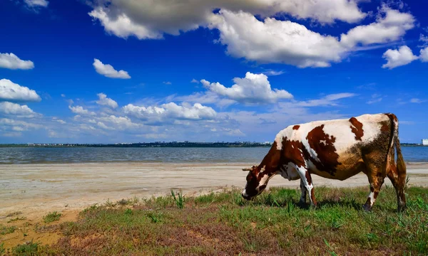 Des Vaches Tachetées Pâturent Sur Rivage Réservoir Naturel Ukraine — Photo