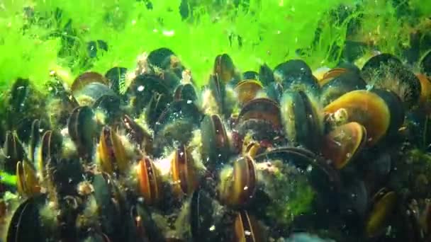 Mexilhão Mediterrânico Mytilus Galloprovincialis Algas Verdes Fundo Mar Mar Negro — Vídeo de Stock