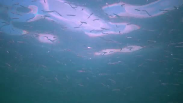 Enguia Areia Mediterrânica Gymnammodytes Cicerelus Grande Bando Pequenos Peixes Acima — Vídeo de Stock