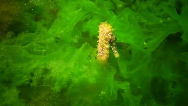 Long Snouted Seahorse Hippocampus Hippocampus Hiding Green Algae Black Sea — Stock Video