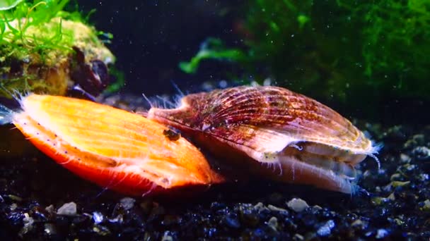 Black Sea Mollusk Scallop Flexopecten Ponticus — Stock Video