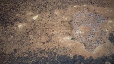 Sahilde Artemia salina yumurtaları. Sahilde tuzlu karides yumurtaları.